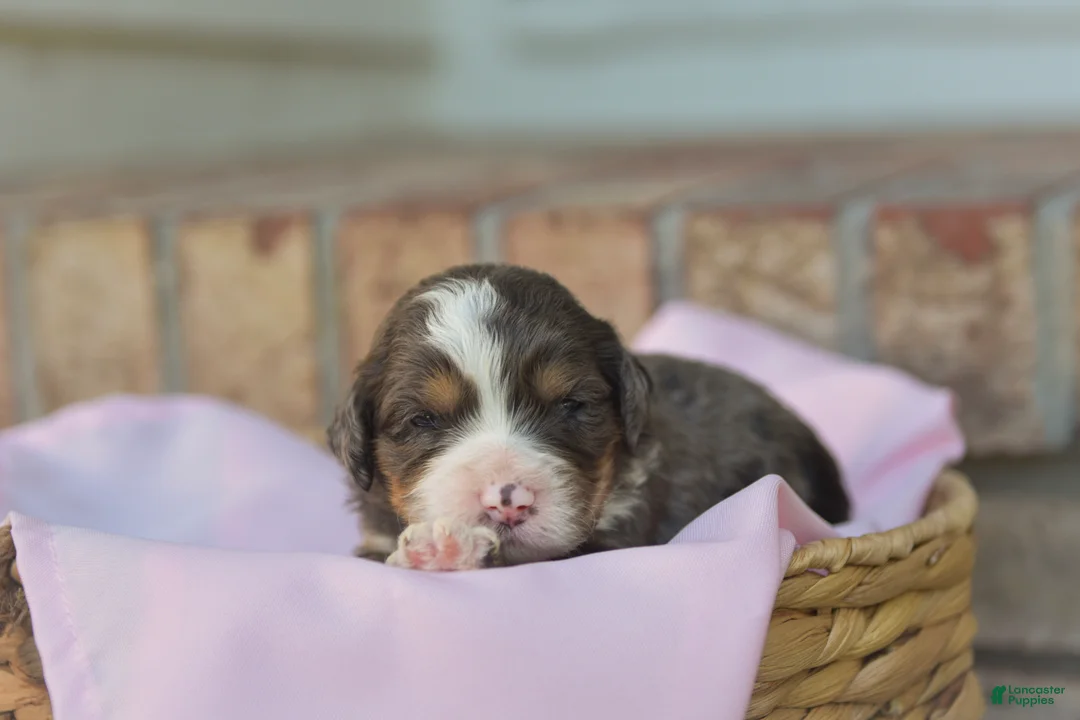 Bernedoodle dogs for sale: Charlotte - Ad 2