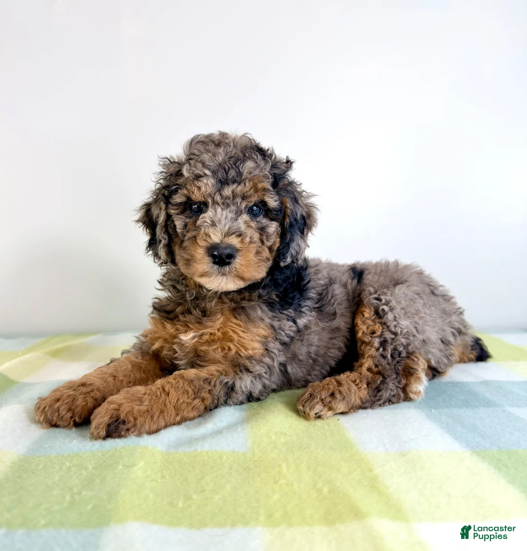 Bernedoodle dogs for sale: Buzz - Ad 1