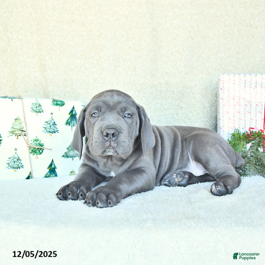 Cane Corso dogs Axel - Ad 8