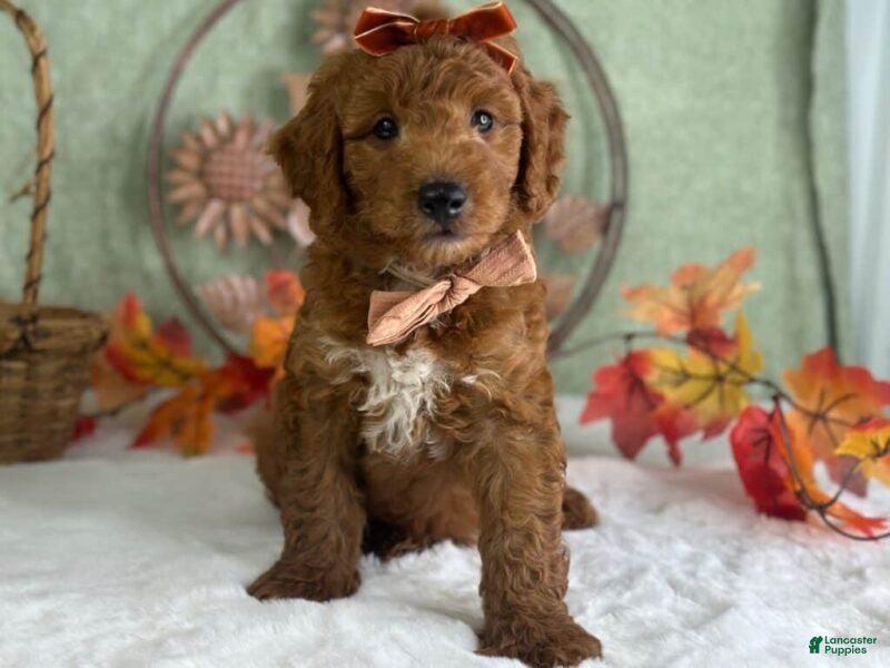 Mini Goldendoodle dogs Razzle - Ad 1