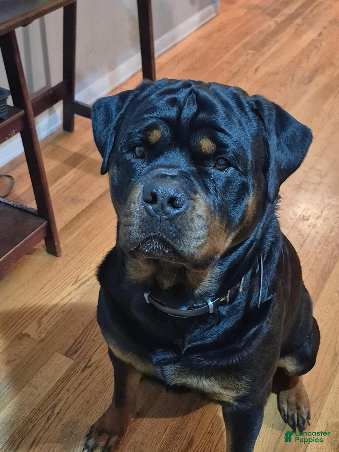 Rottweiler dogs for stud: Akc pedigree Stud - Ad 2
