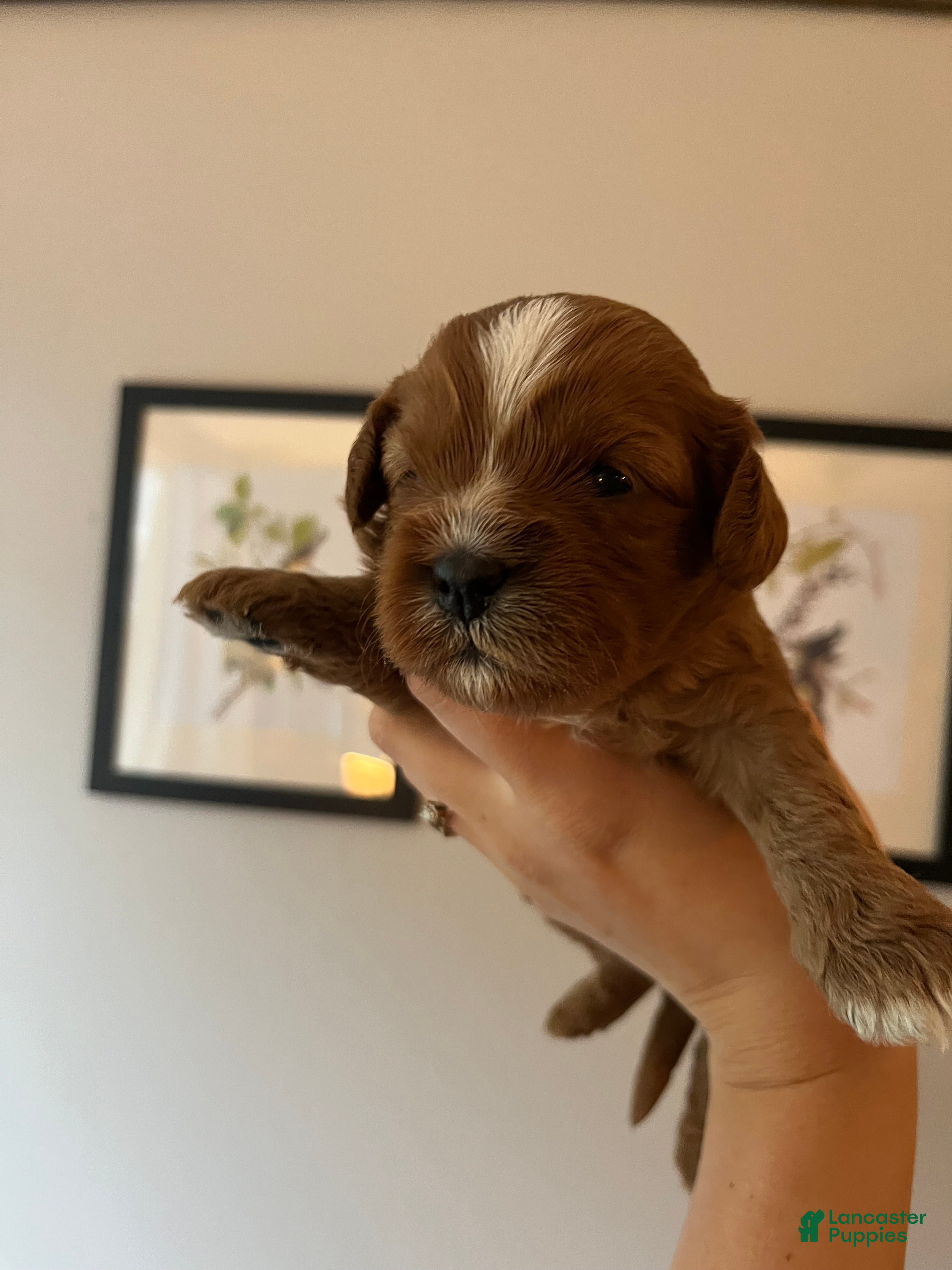 Cavapoo dogs Cider - Ad 28
