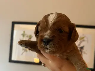 Cavapoo dogs Cider - Ad 28