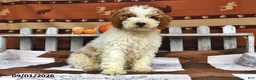 Goldendoodle dogs for sale: Drew - Ad 3