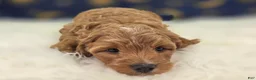 Cavapoo dogs for sale: Tundra - Ad 9