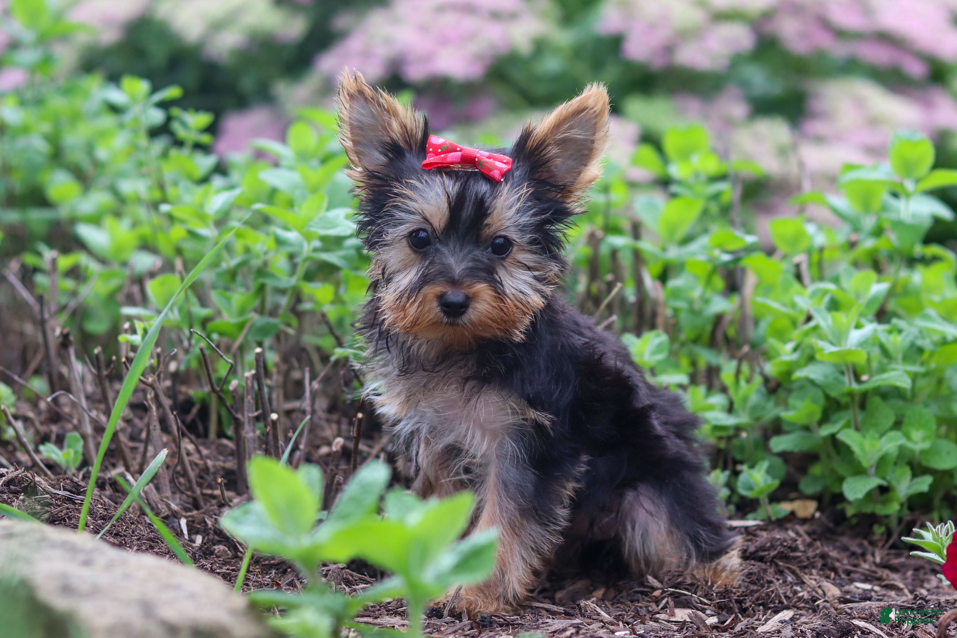 Yorkshire Terrier dogs Fiona - Ad 2