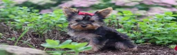 Yorkshire Terrier dogs for sale: Fiona - Ad 2