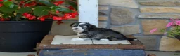 Havanese dogs for sale: AKC Cody - Ad 3