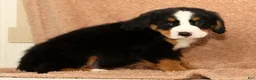 Bernese Mountain Dog dogs for sale: Cole - Ad 9