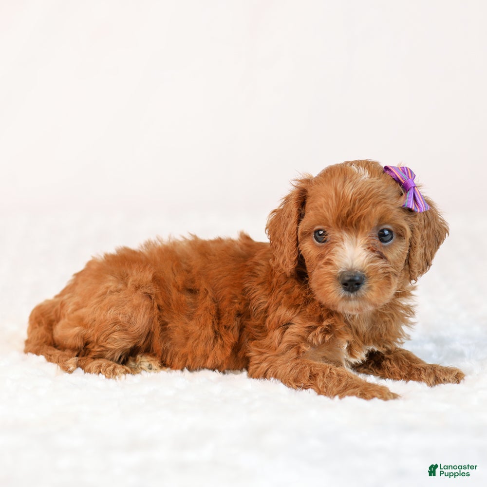 Mini Goldendoodle dogs Kiki - Ad 2
