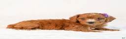 Mini Goldendoodle dogs for sale: Kiki - Ad 2