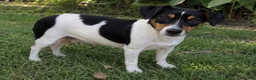 Jack Russell Terrier dogs for sale: Bluey - Ad 4