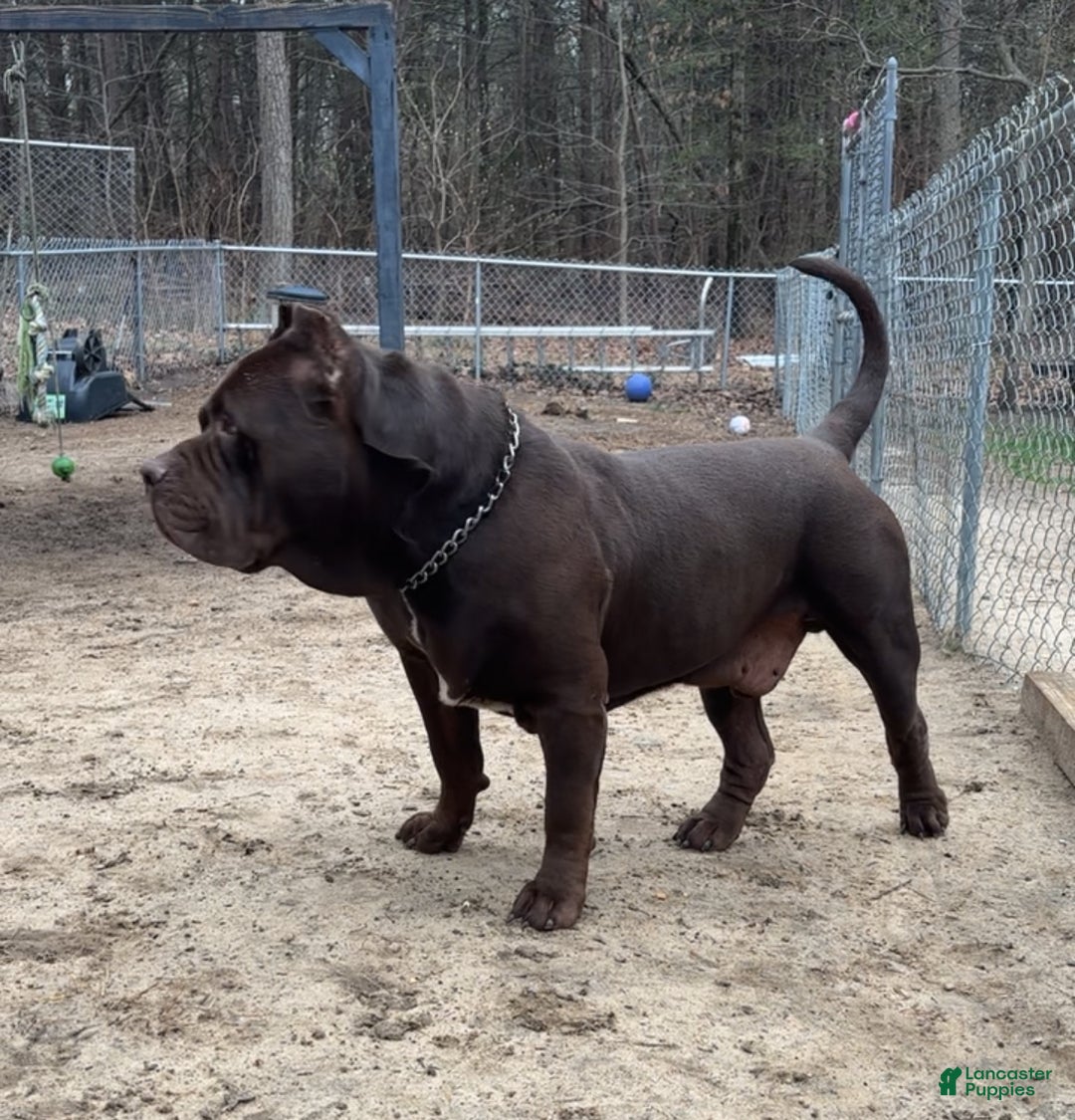American Bully dogs for sale: Brisco - Ad 6