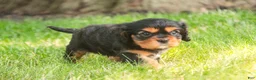 Cavalier King Charles Spaniel dogs for sale: Leroy Cavalier King Charles Spaniel  - Ad 4
