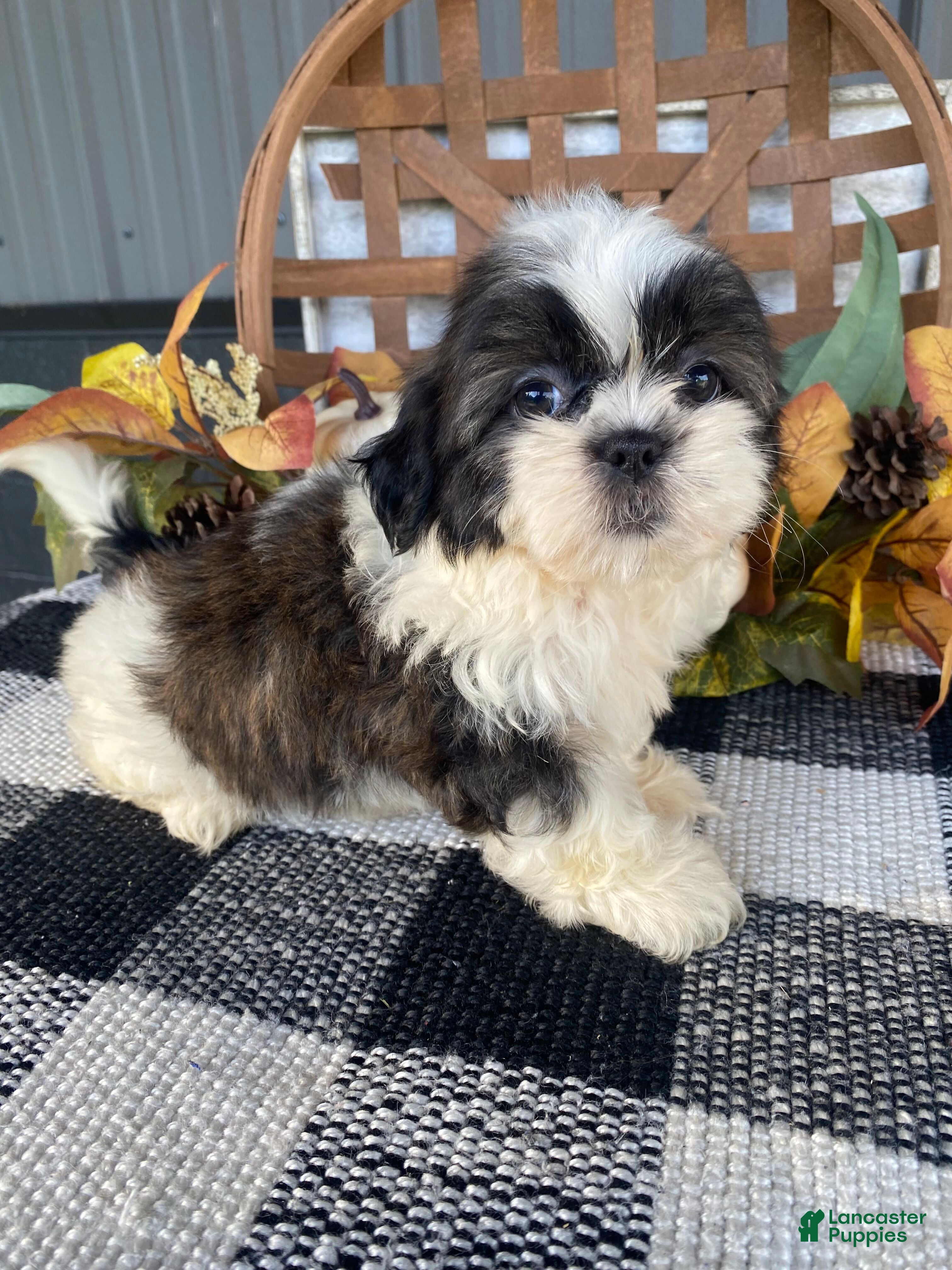 Shih Tzu dogs Ruby - Ad 1
