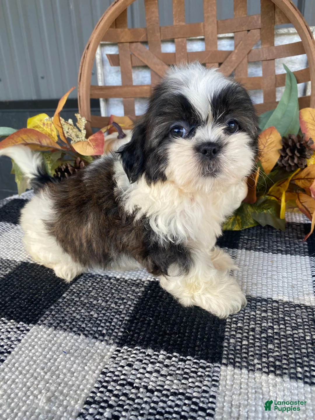 Shih Tzu dogs for sale: Ruby - Ad 1