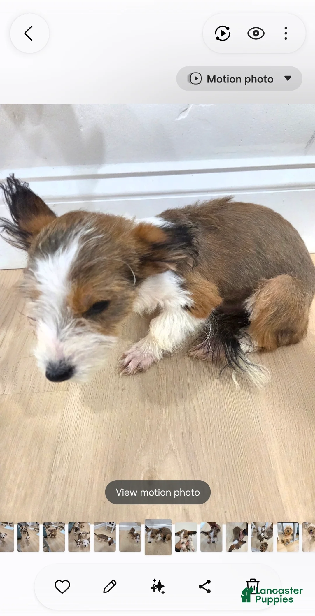 Mixed Breed dogs for sale: Joe Corgi Mixed Small Breed Puppy  - Ad 2