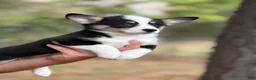 Mixed Breed dogs for sale: Black Girl 1 - Ad 2