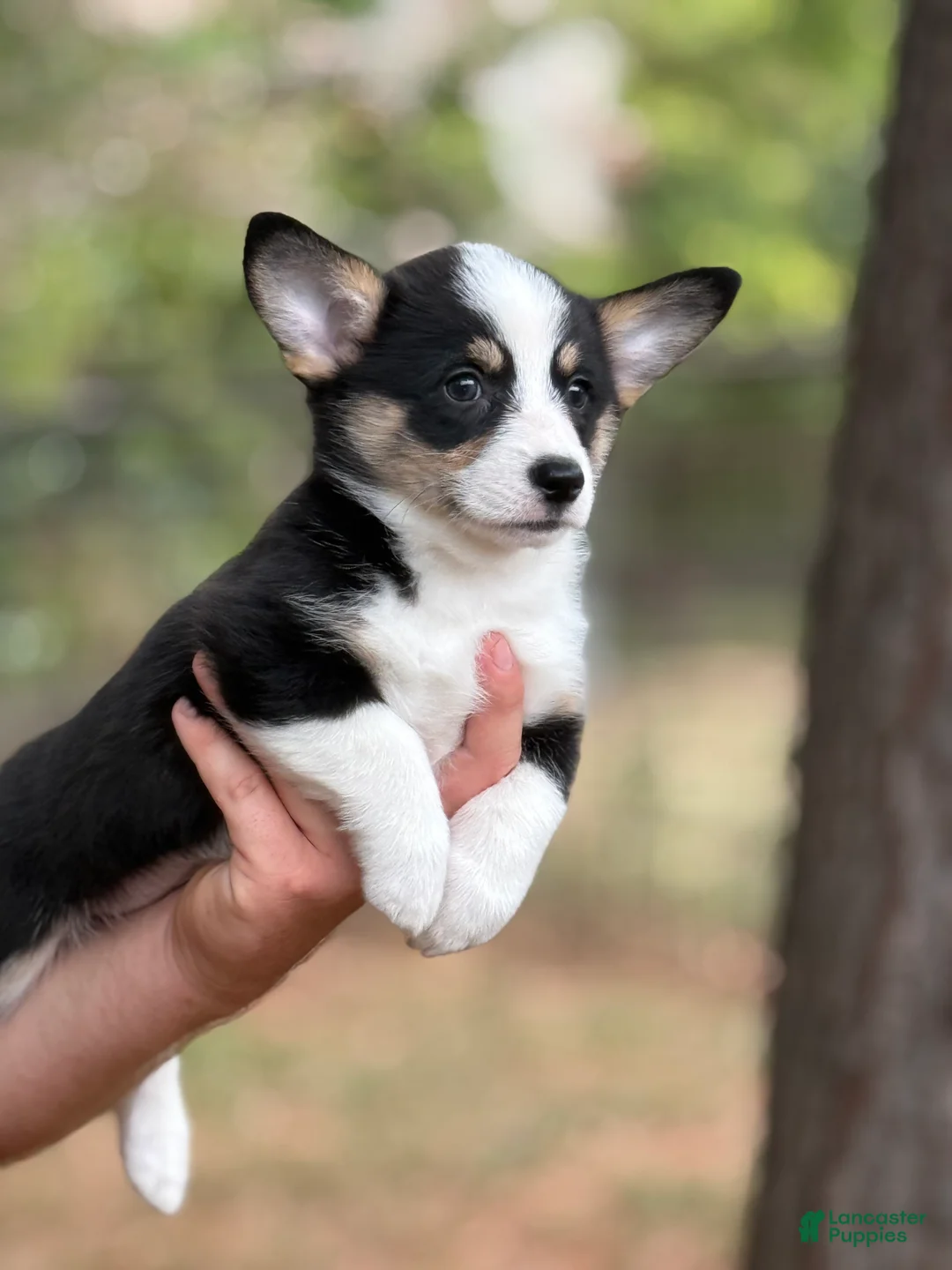 Mixed Breed dogs for sale: Black Girl 1 - Ad 2