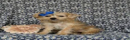 Shorkie dogs for sale: Mia Hypoallergenic - Ad 3
