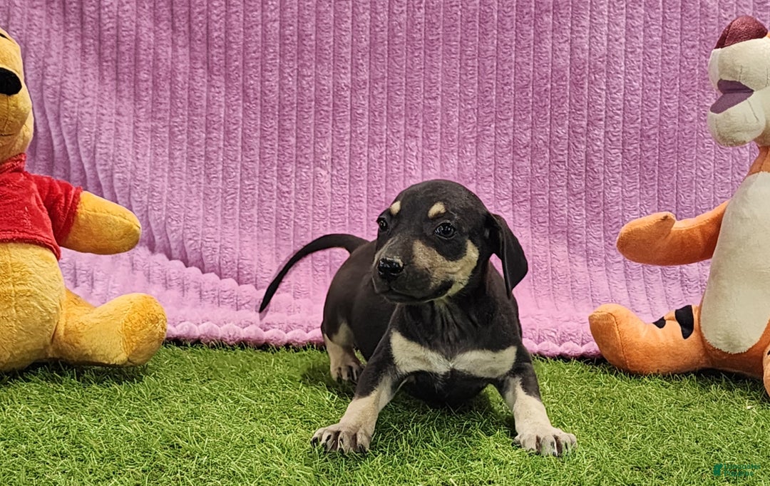 Catahoula Leopard Dog dogs for sale: Tess 2025 Female 1 - Ad 16