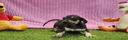Catahoula Leopard Dog dogs for sale: Tess 2025 Female 1 - Ad 16