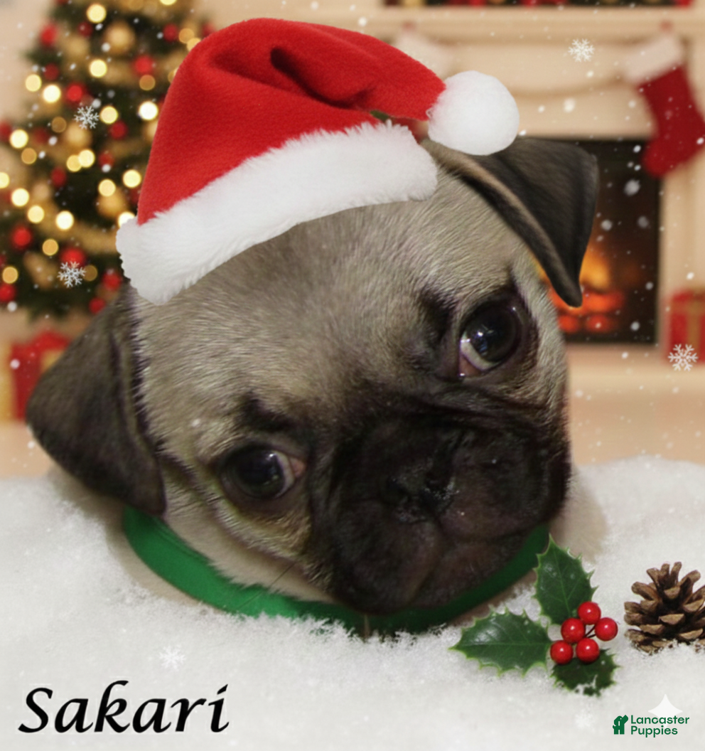 Pug dogs Sakari - Ad 1