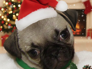 Pug dogs Sakari - Ad 20