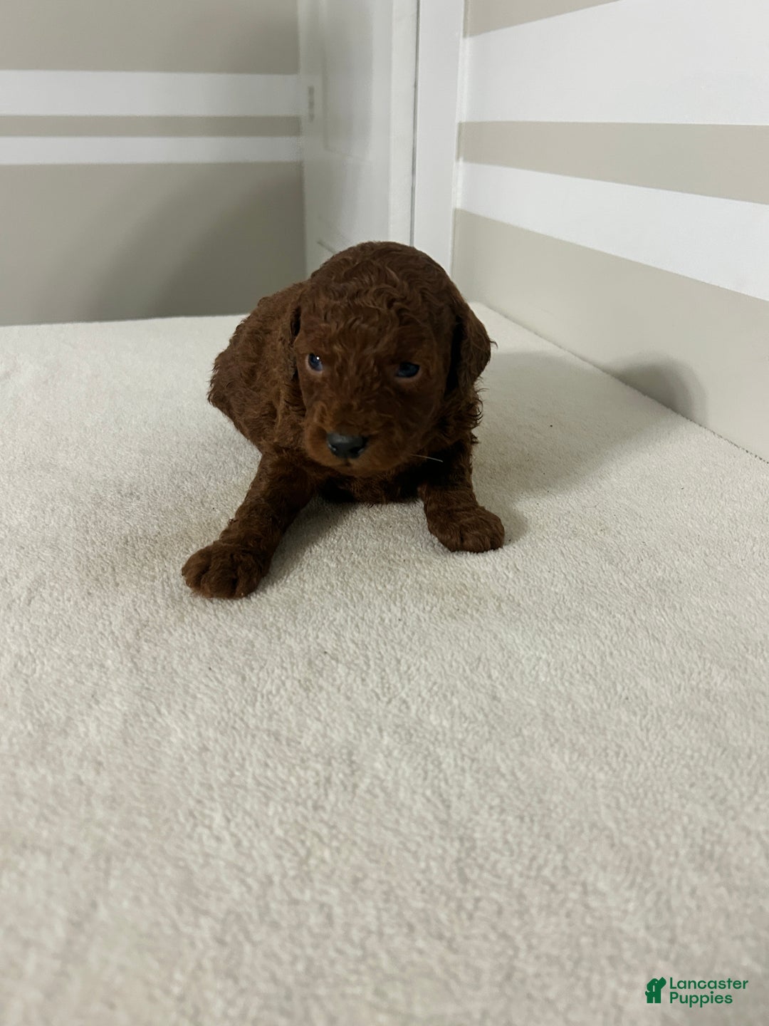 Mini Goldendoodle dogs for sale: Colton - Ad 3