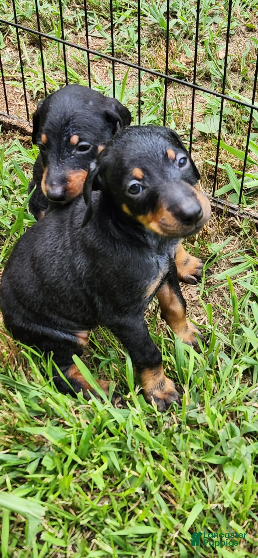 Doberman Pinscher dogs for sale: Doberman Pinscher Female - Ad 1