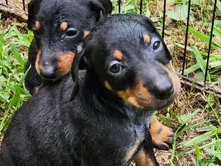 Doberman Pinscher dogs Doberman Pinscher Female - Ad 13