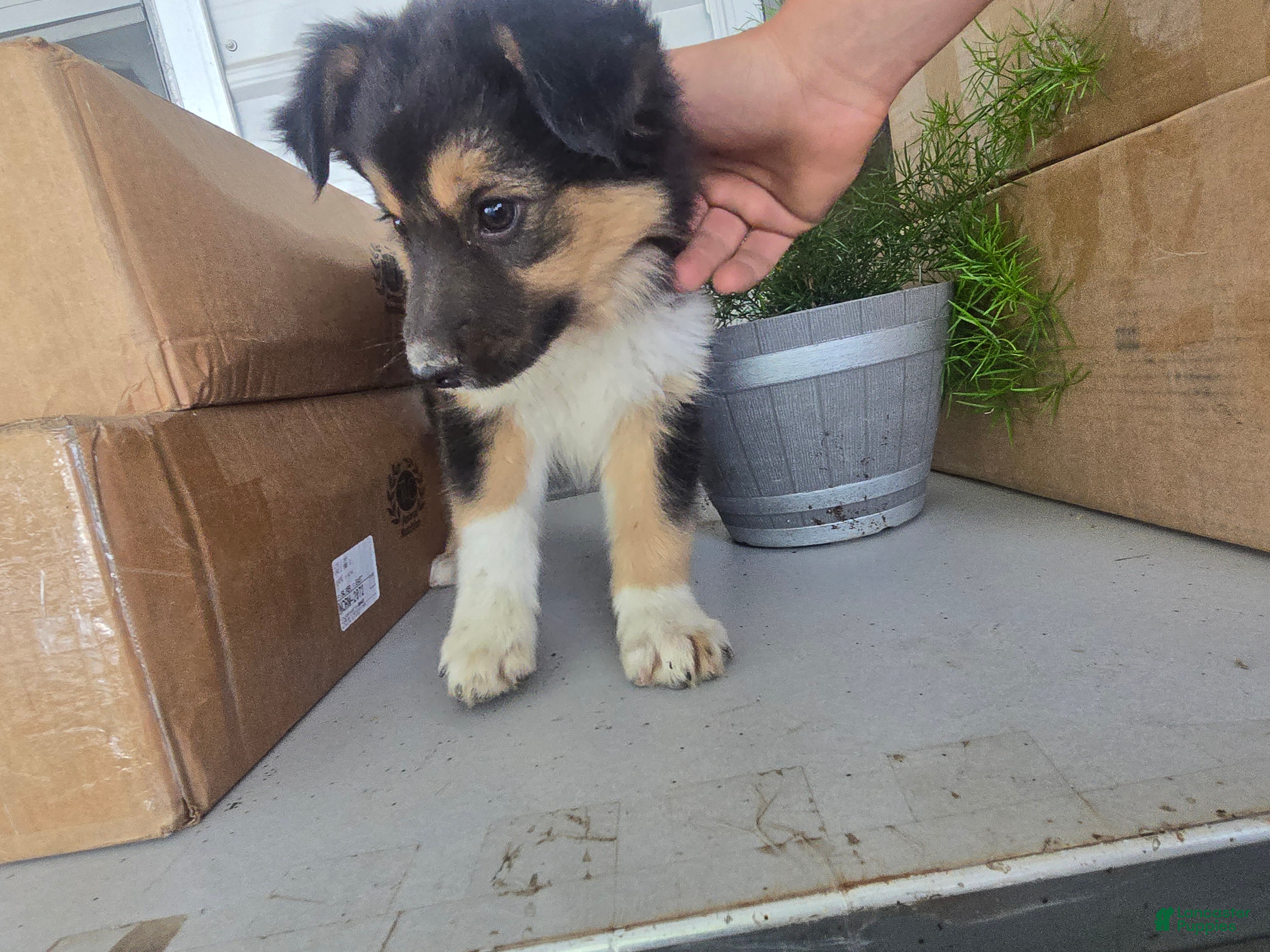Border Collie dogs Rusty - Ad 2