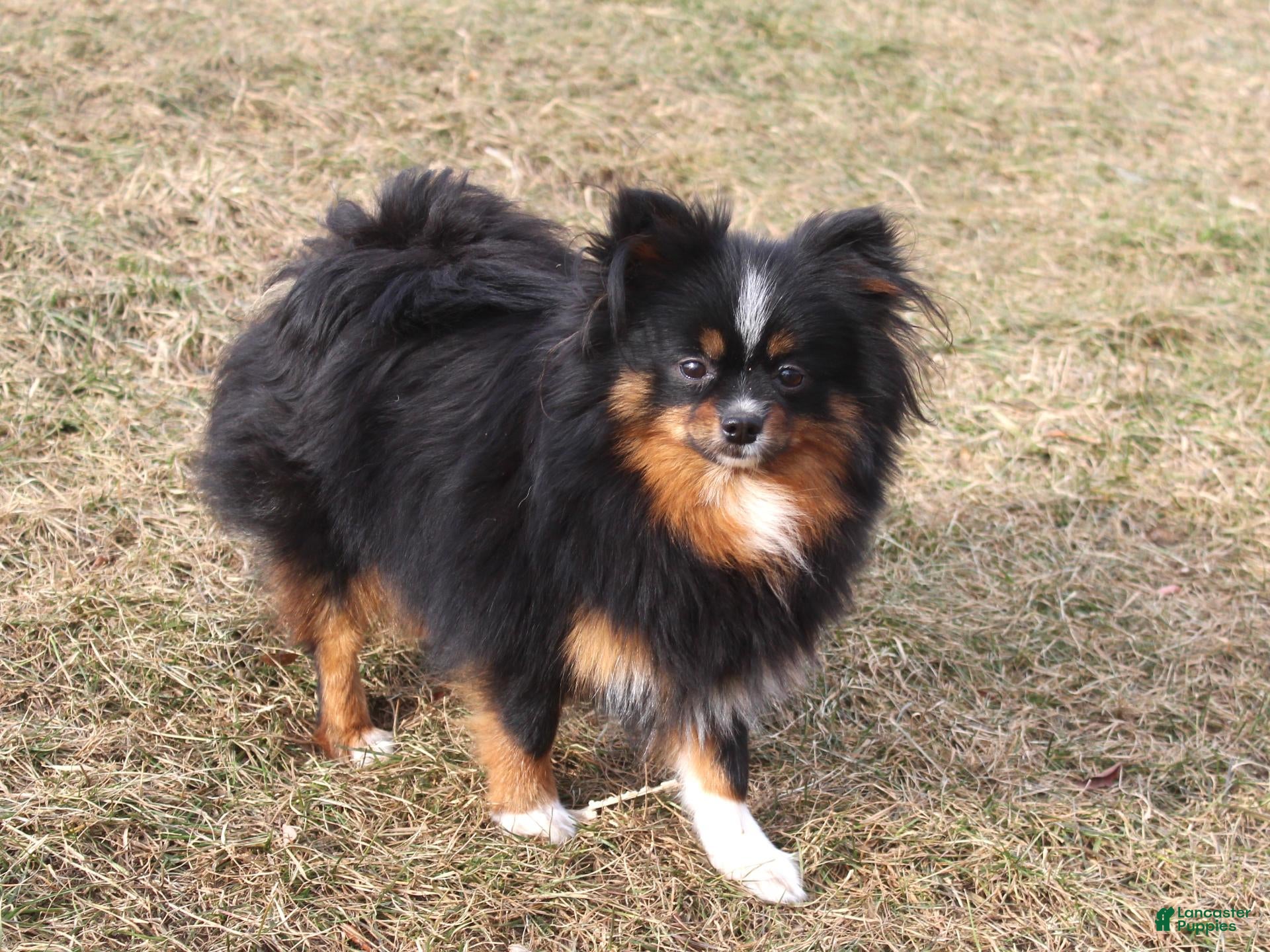 Pomeranian dogs Pomeranian 2 - Ad 2