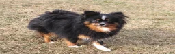 Pomeranian dogs for sale: Pomeranian 1 - Ad 2