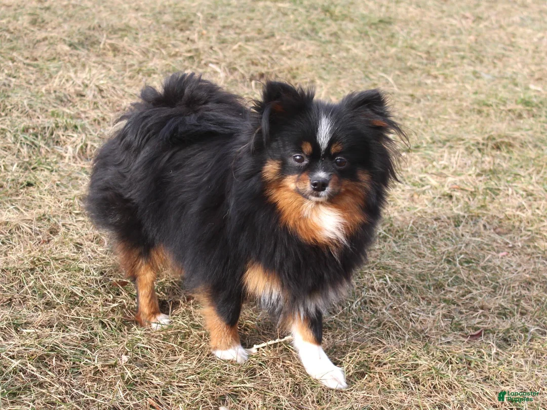 Pomeranian dogs for sale: Pomeranian 1 - Ad 2