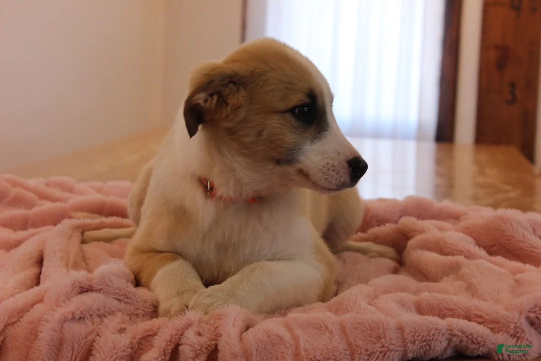 Mixed Breed dogs for sale: Mixed Breed Puppy 3 Belle - Ad 2