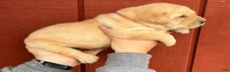 Labrador Retriever dogs for sale: Betsy Ross - Pink - Ad 4