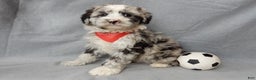 Sheepadoodle dogs for sale: Cash - Ad 4