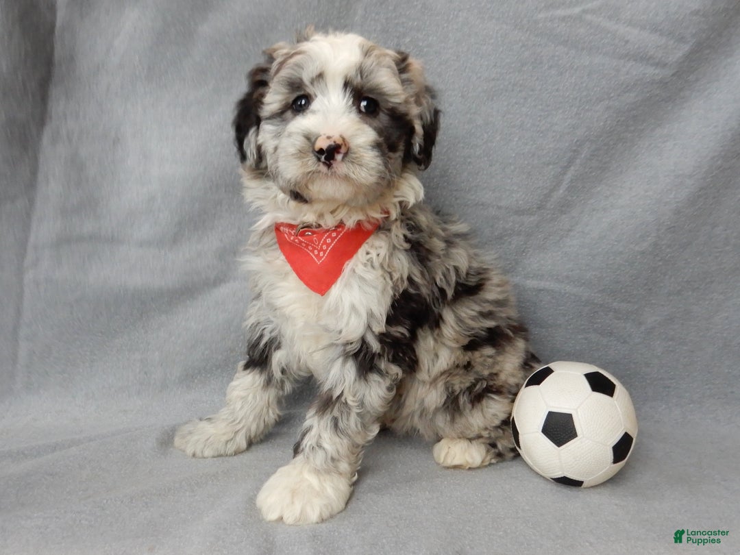 Sheepadoodle dogs for sale: Cash - Ad 4