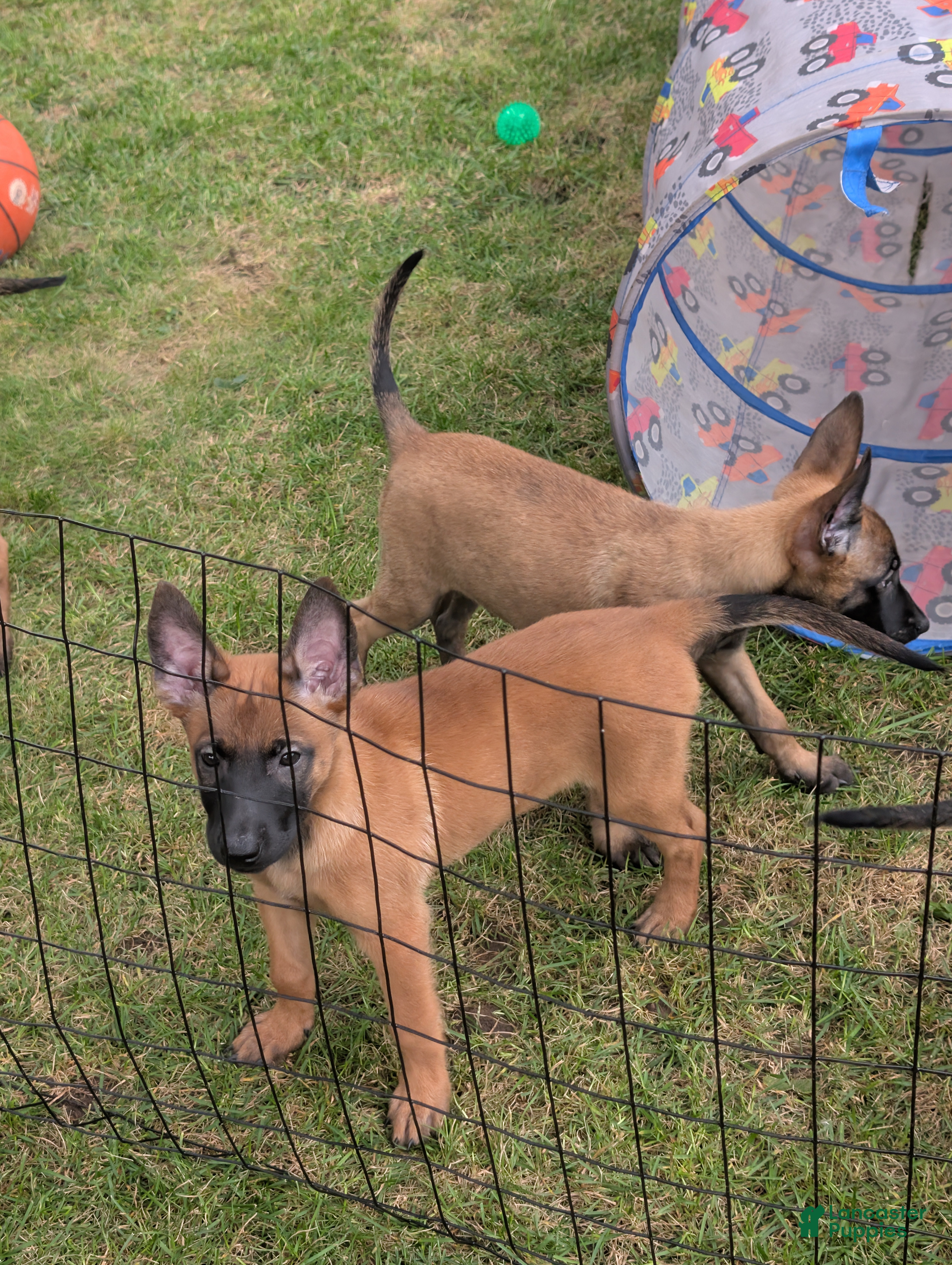 Belgian Malinois dogs for sale: Belgian Malinois 4 - Ad 40