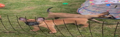 Belgian Malinois 4