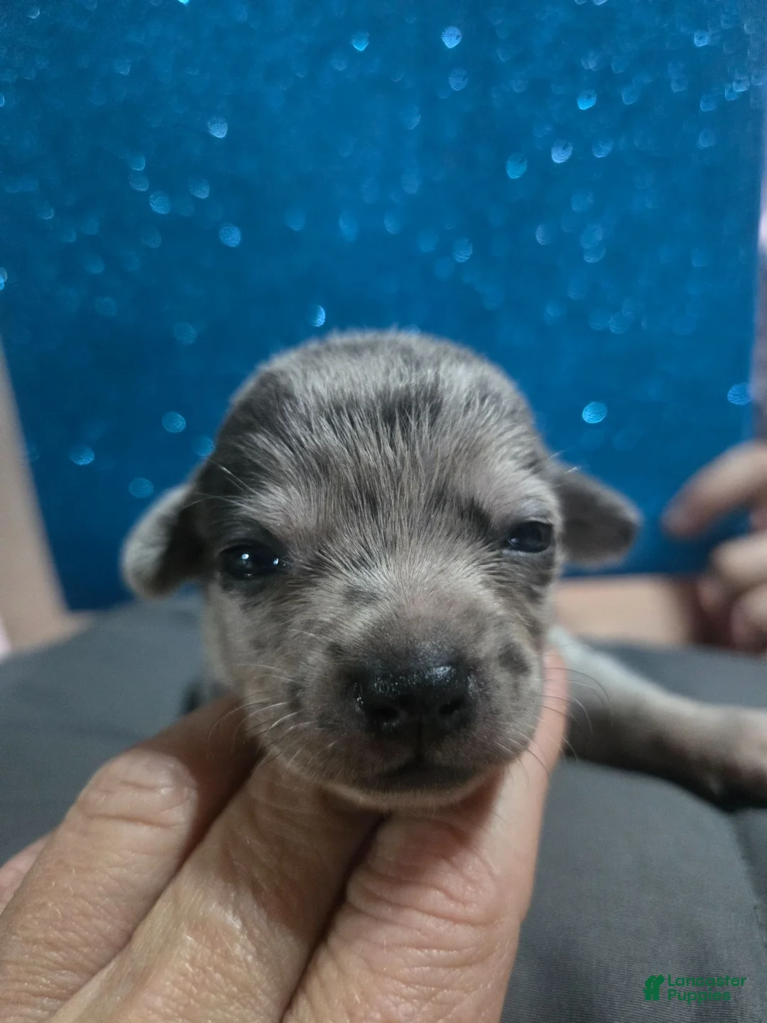 Chihuahua dogs for sale: Chihuahua 1 - Ad 1