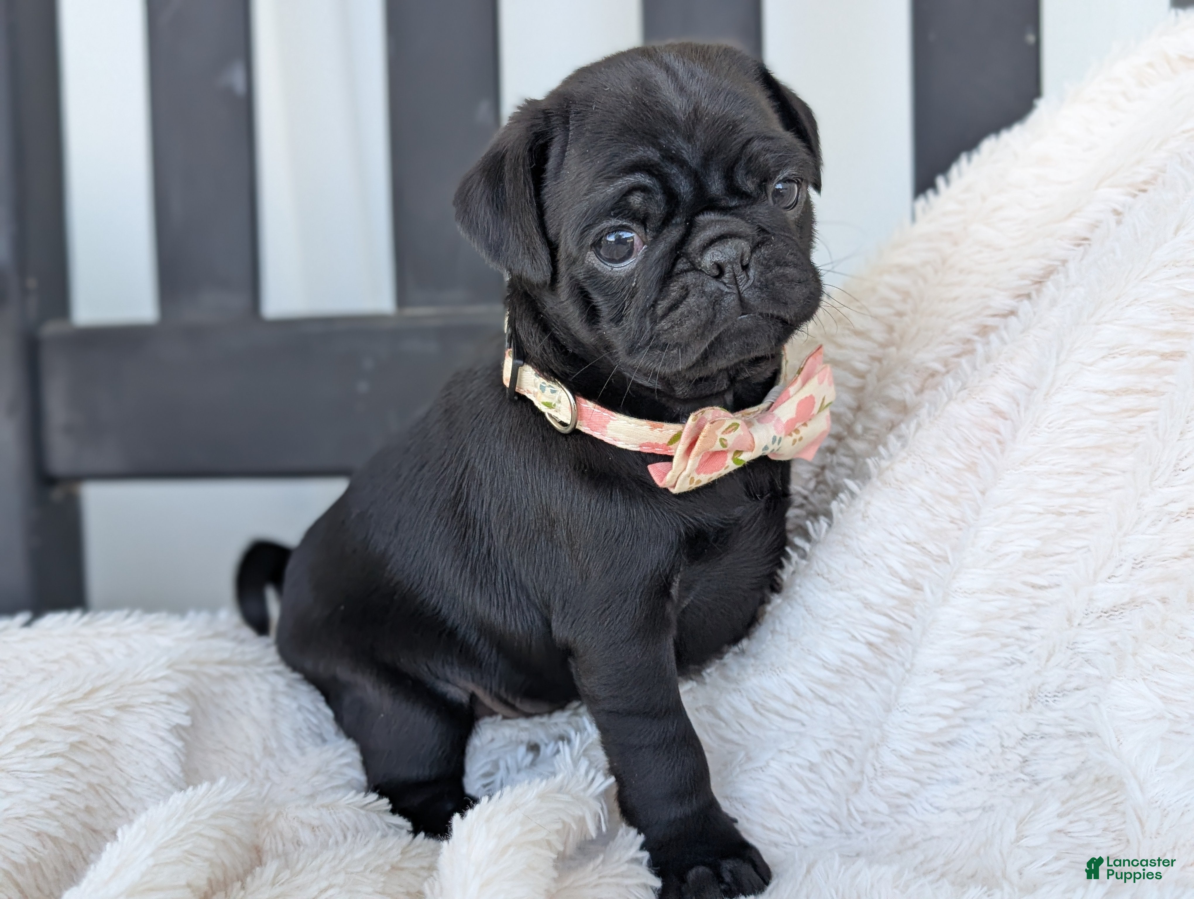 Pug dogs Tori - Ad 2