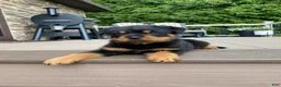 Rottweiler dogs for sale: Fretel  - Ad 3
