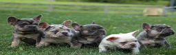 French Bulldog dogs for sale:  Flora Jane 🩷 - Ad 18