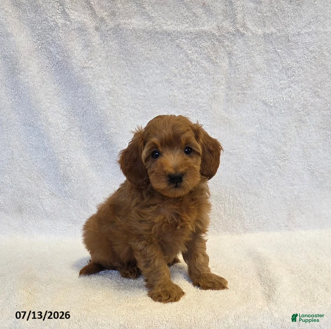 Mini Goldendoodle dogs for sale: Buster - Ad 3