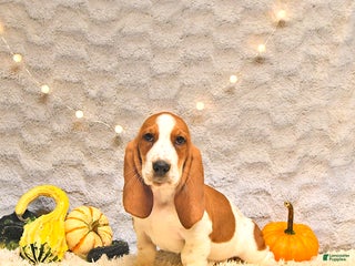 Basset Hound dogs - Ad 36