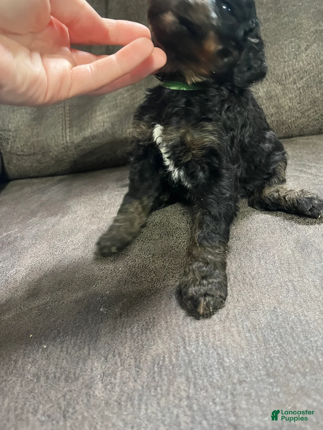 Goldendoodle dogs for sale: Green - Ad 2