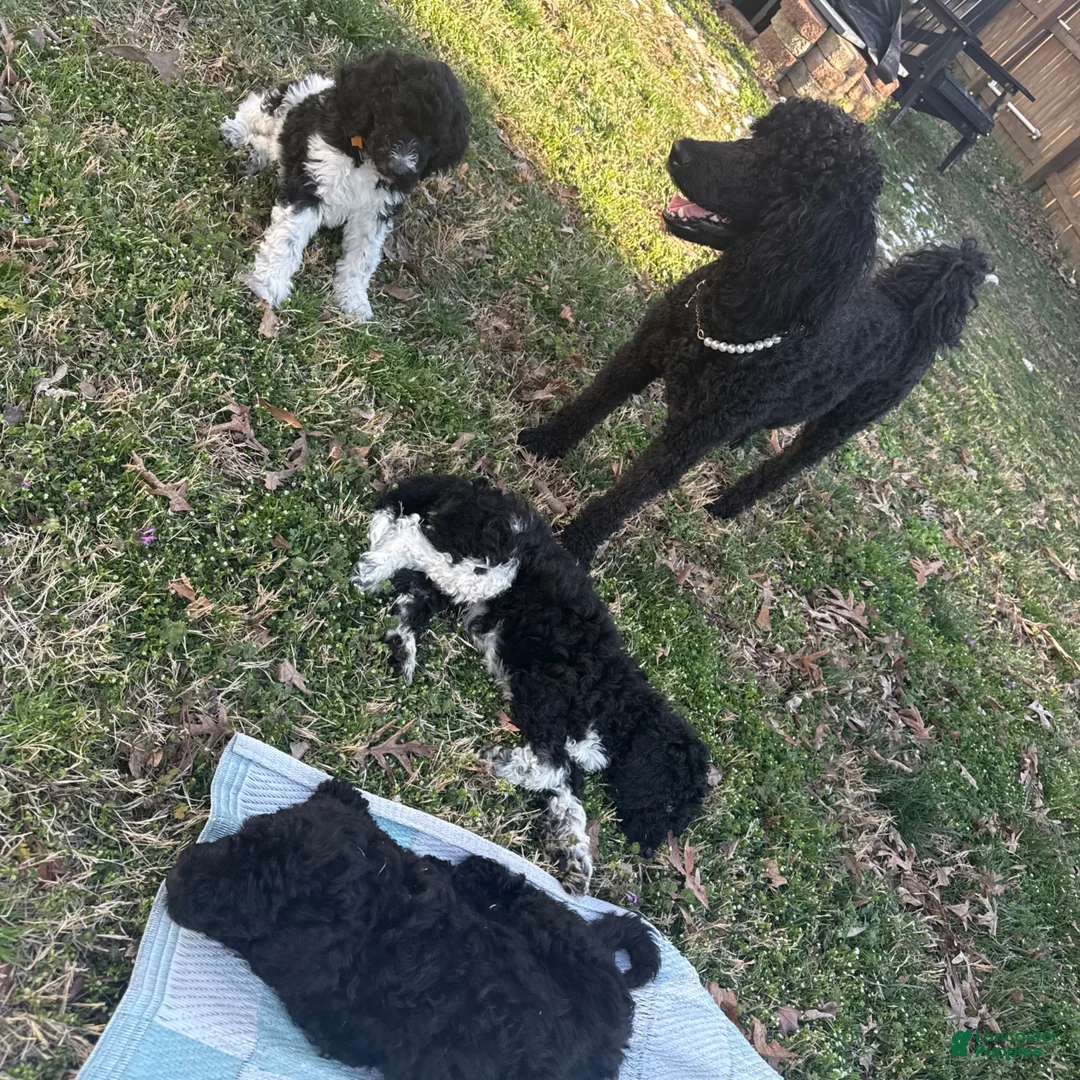 Goldendoodle dogs for sale: Goldendoodle Puppy 1 - Ad 4