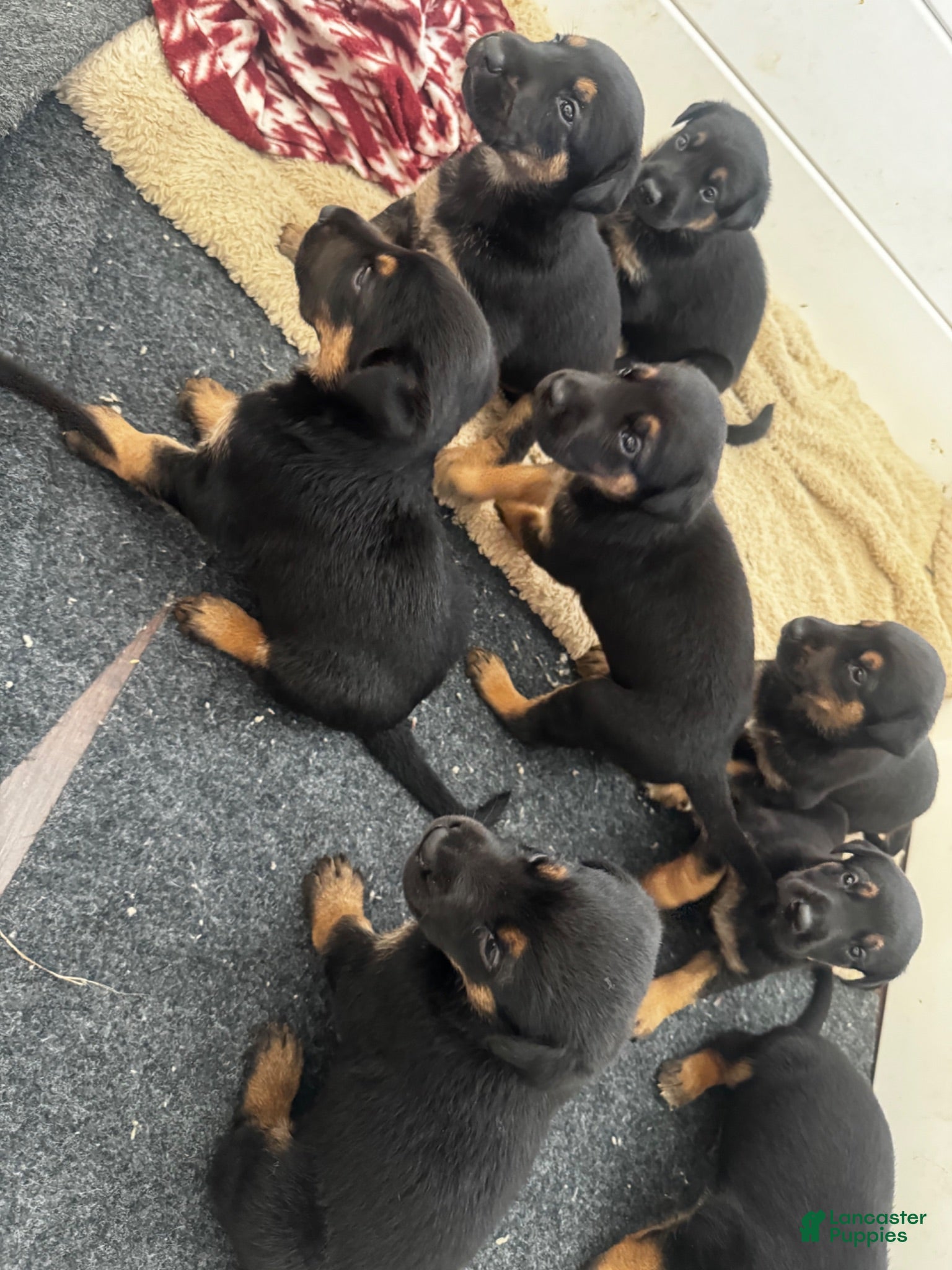 Mixed Breed dogs Mixed Breed 2 - Ad 6